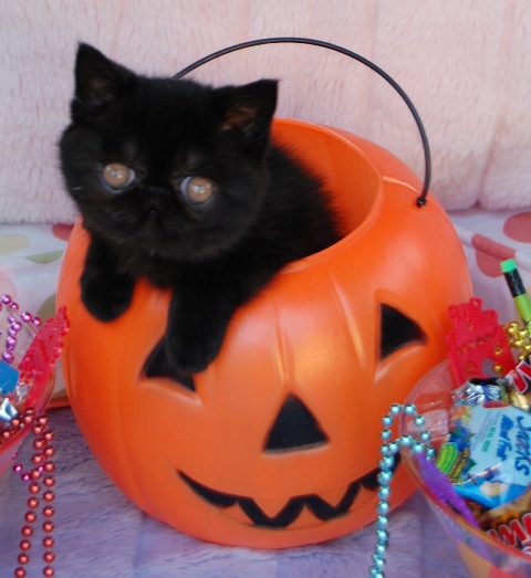 kitten in Halloween pumpkin