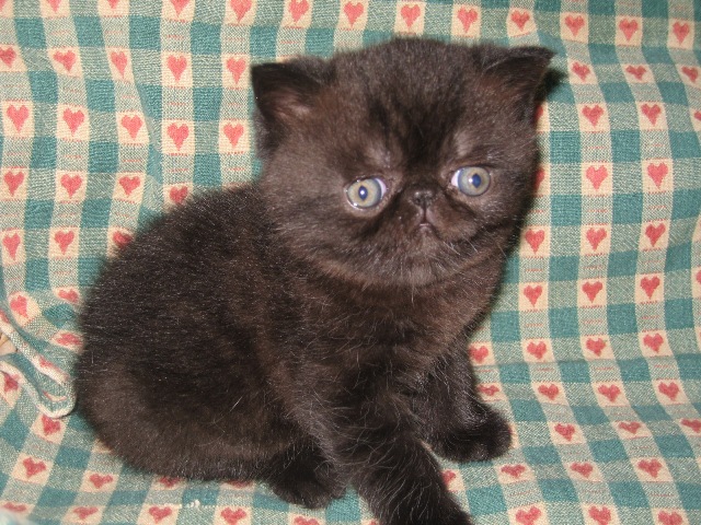 black kitten