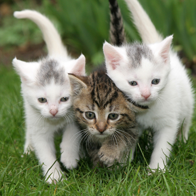 three kittens